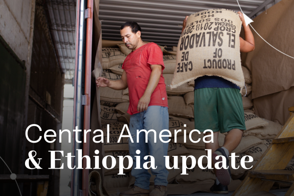 Coffee harvest update